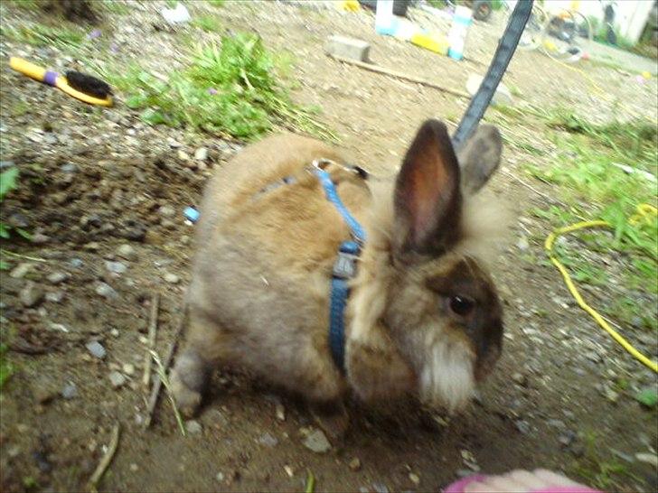 Kanin floffy billede 6