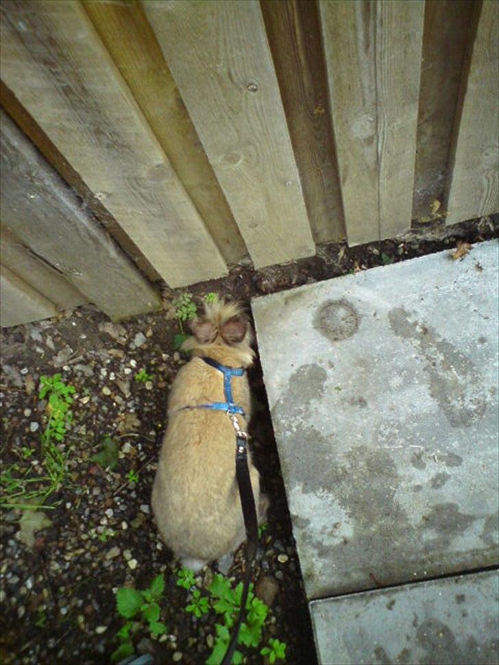 Kanin floffy billede 12