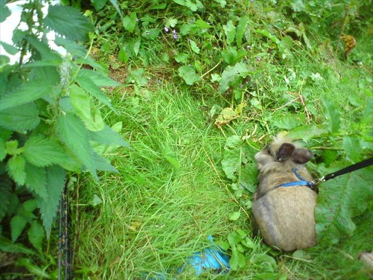 Kanin floffy billede 13