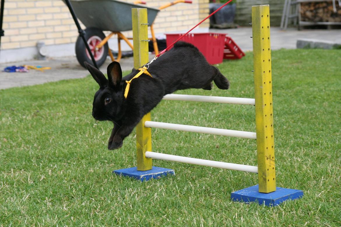 Kanin Clausen's Kiwi - Billede af: Trine Møldrup billede 6