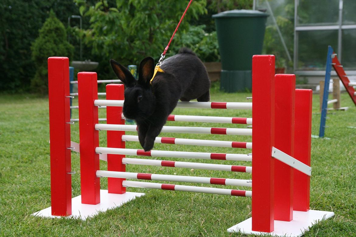 Kanin Clausen's Kiwi - Billede af: Trine Møldrup billede 7