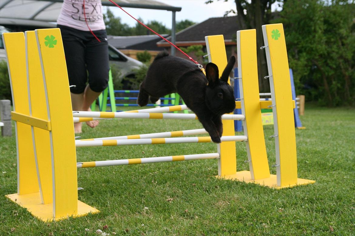 Kanin Clausen's Kiwi - Billede af: Pernille Dahl Nielsen billede 8