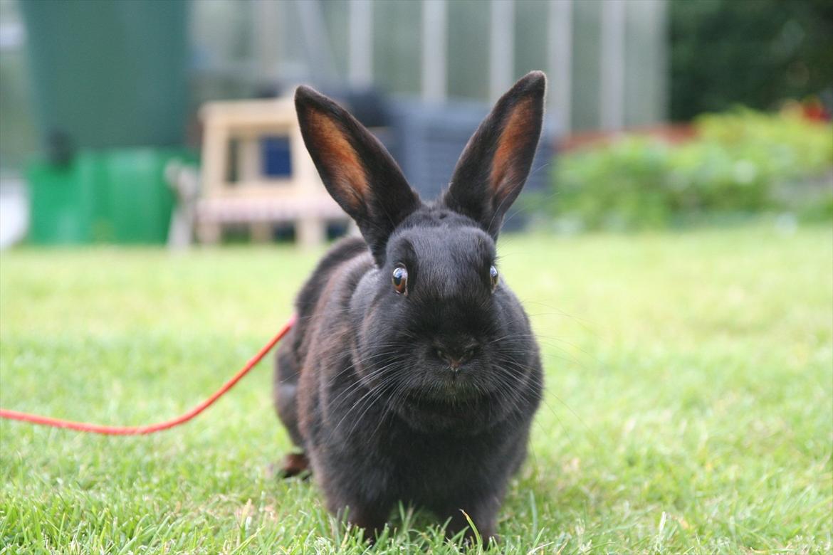 Kanin Clausen's Kiwi - Billede af: Pernille Dahl Nielsen billede 9
