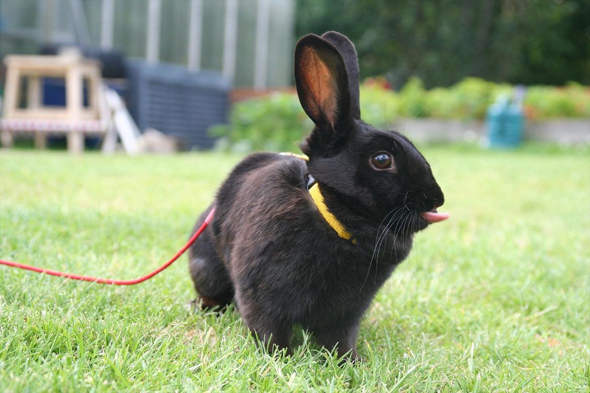 Kanin Clausen's Kiwi - Billede af: Pernille Dahl Nielsen billede 10