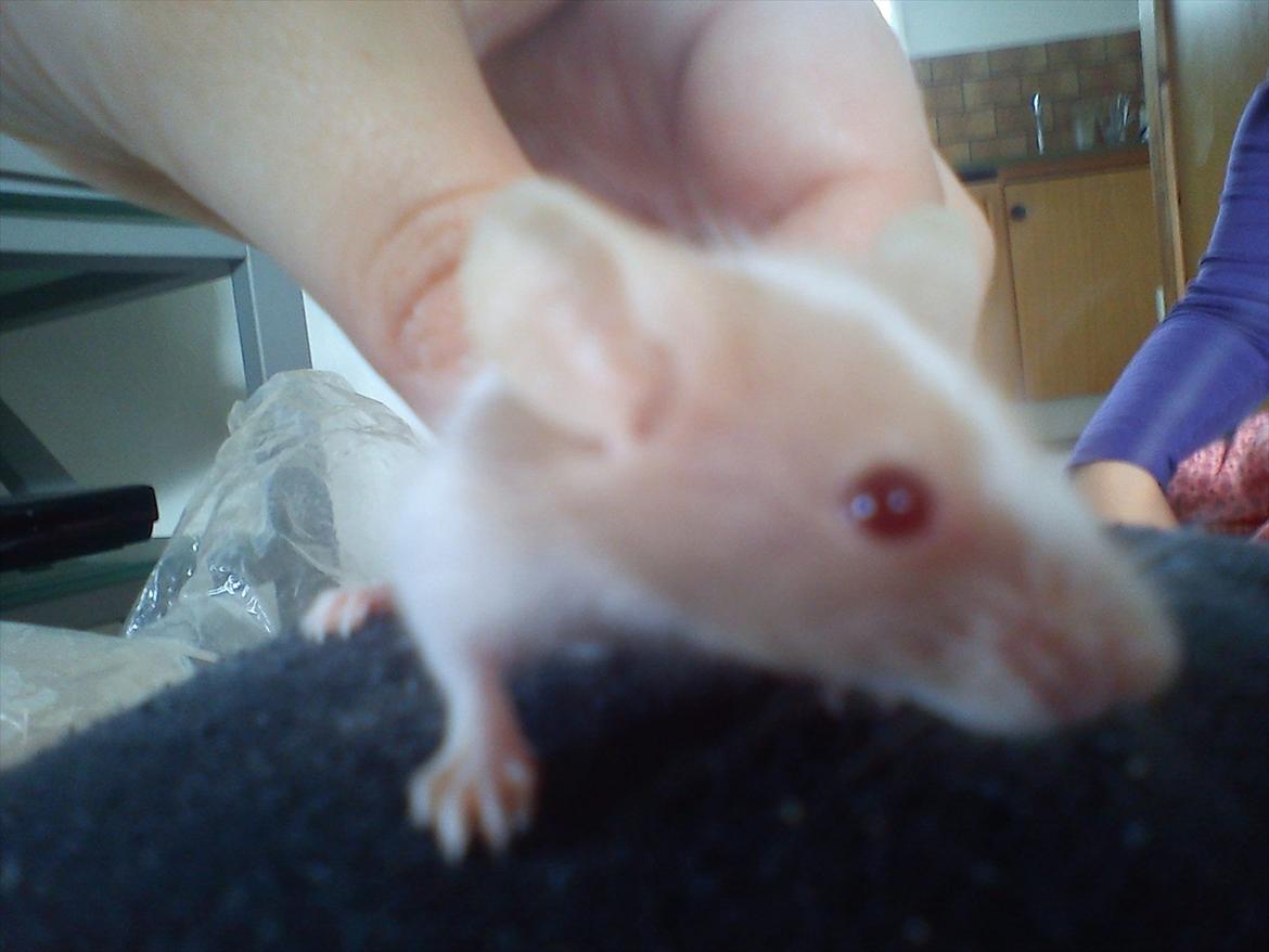 Mus 'Diamant billede 1