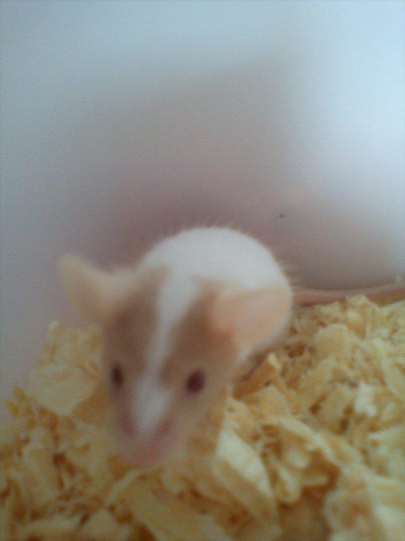 Mus 'Diamant billede 2