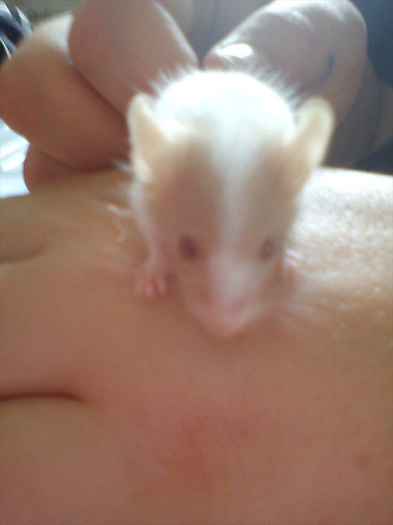 Mus 'Diamant billede 3