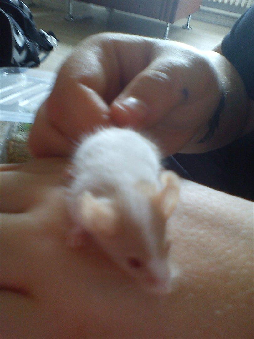 Mus 'Diamant billede 4