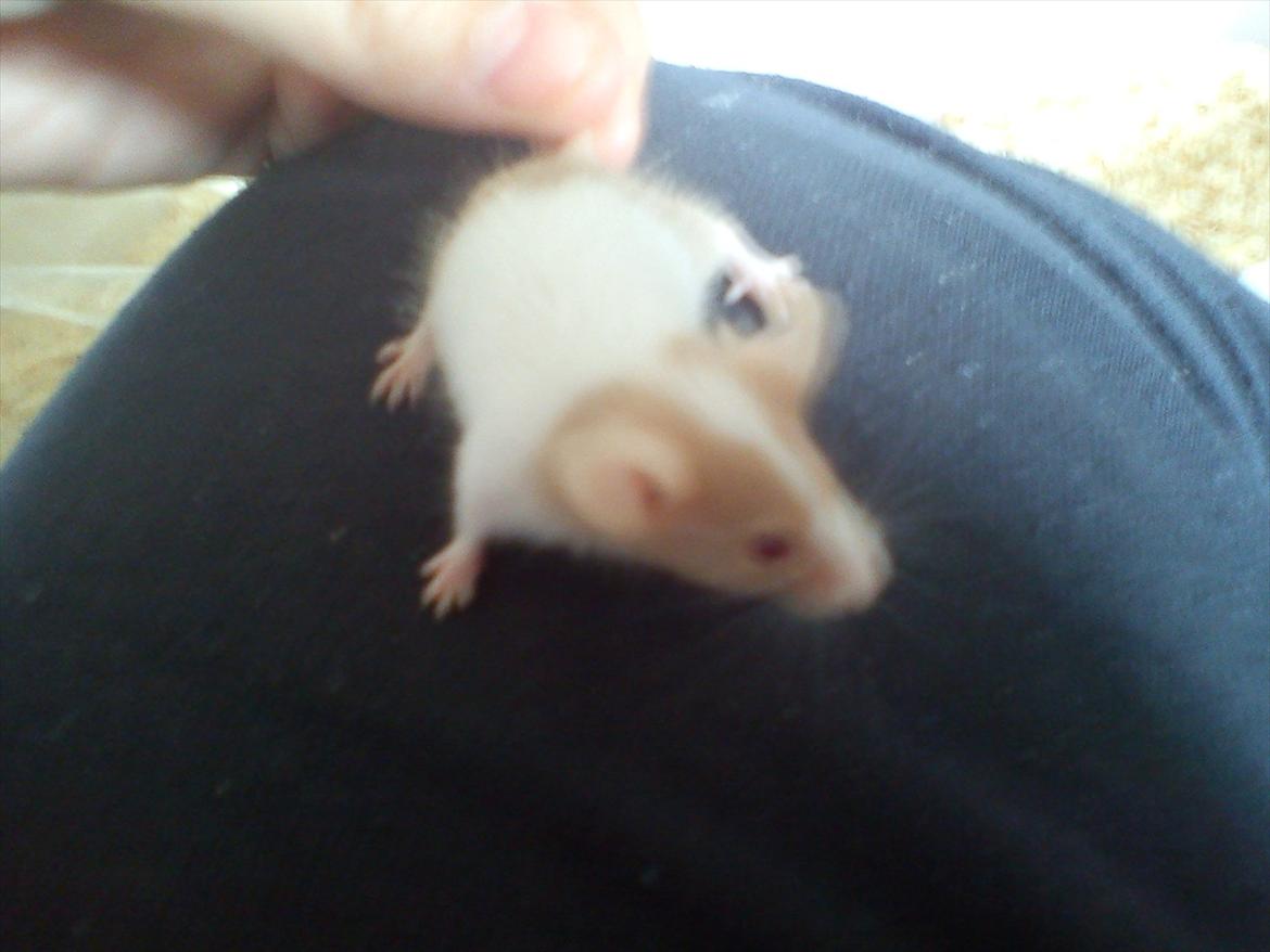 Mus 'Diamant billede 5