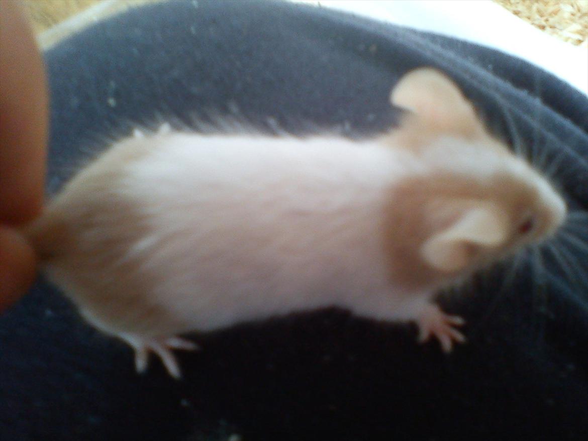 Mus 'Diamant billede 6