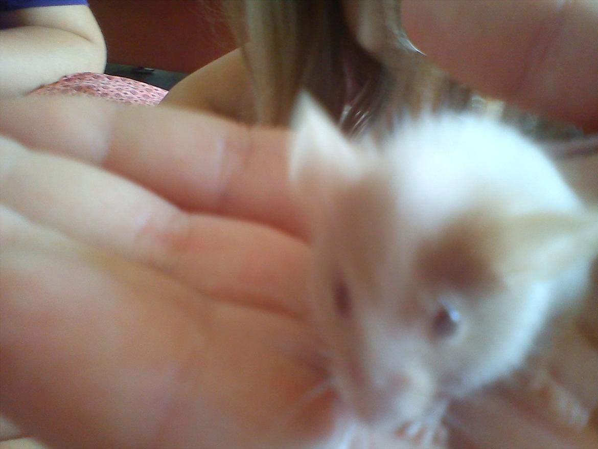 Mus 'Diamant billede 7