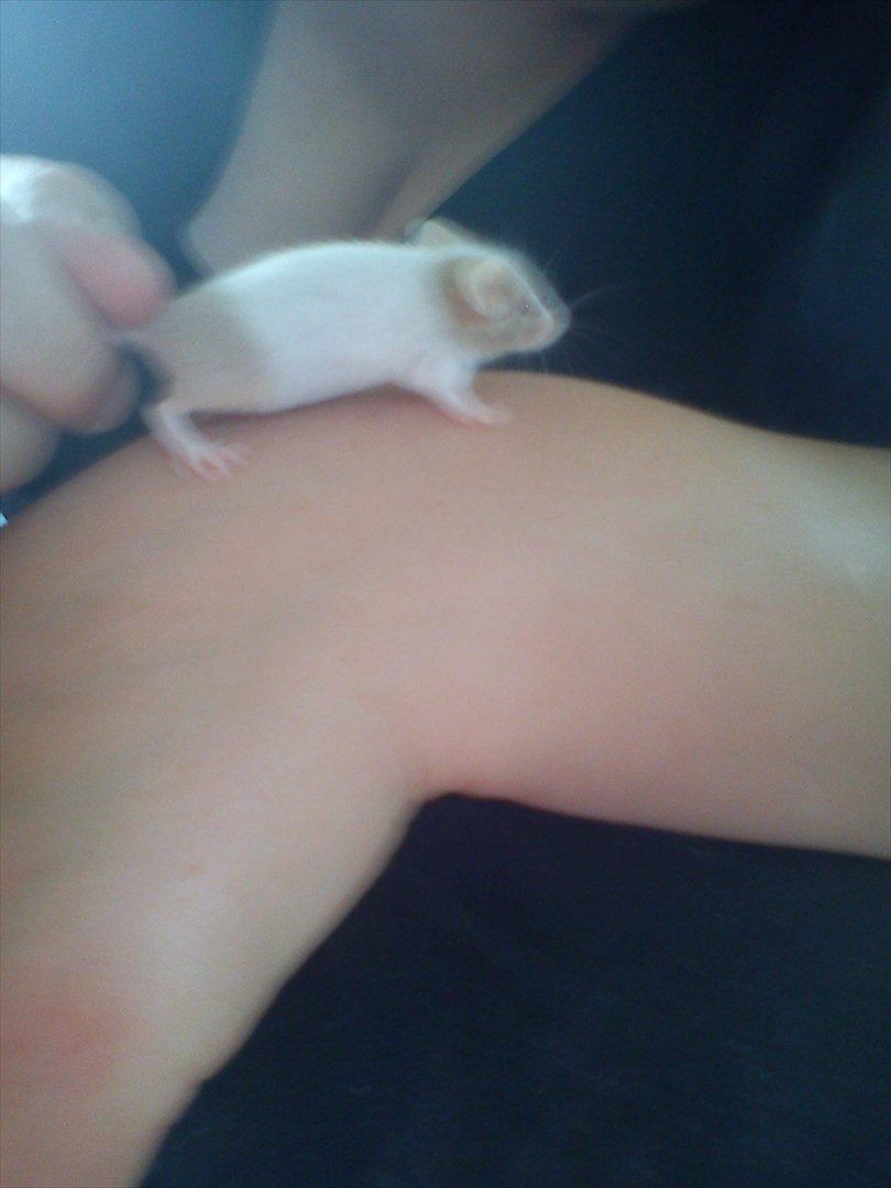 Mus 'Diamant billede 8