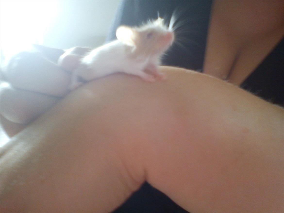 Mus 'Diamant billede 9