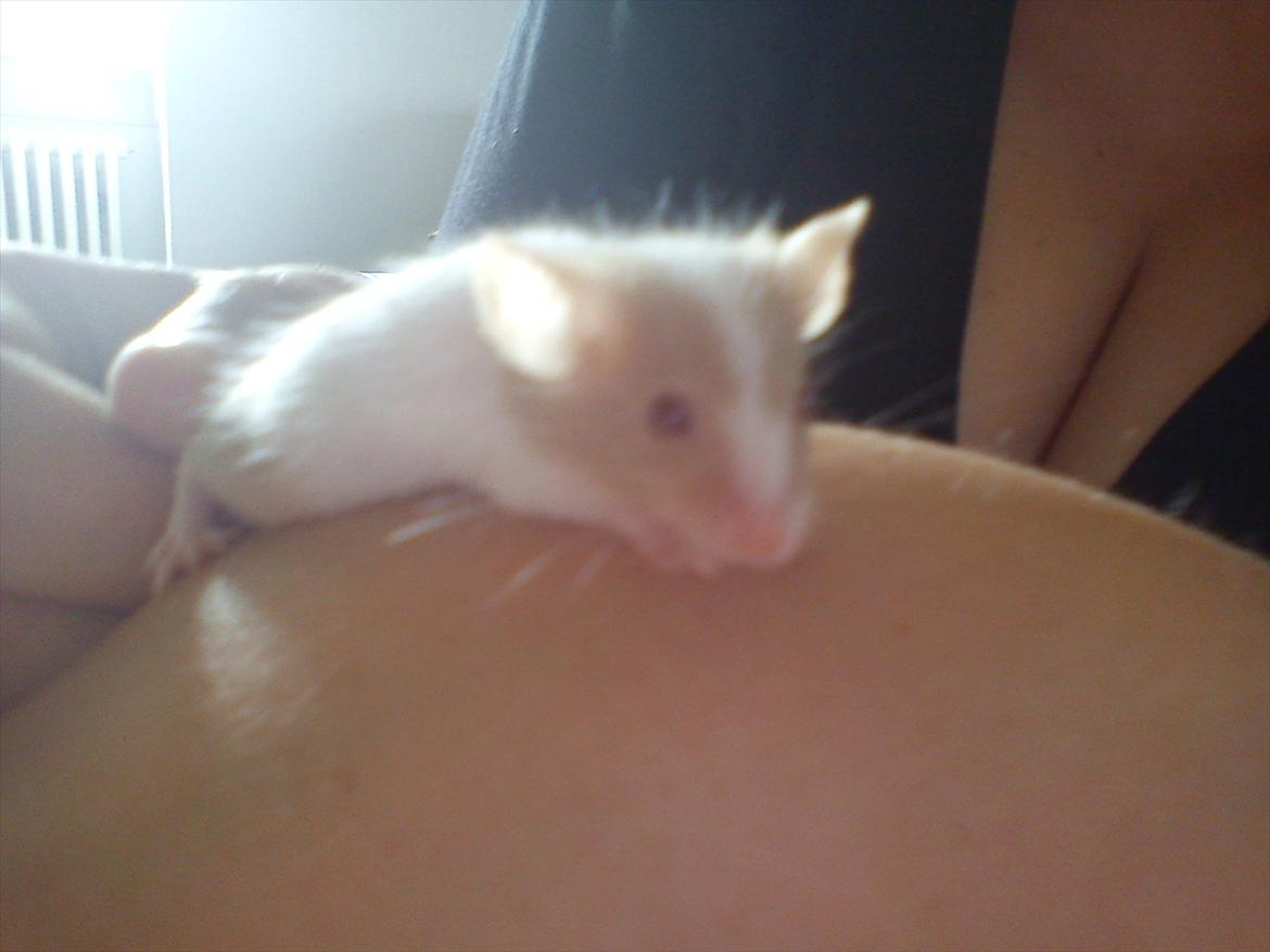 Mus 'Diamant billede 10