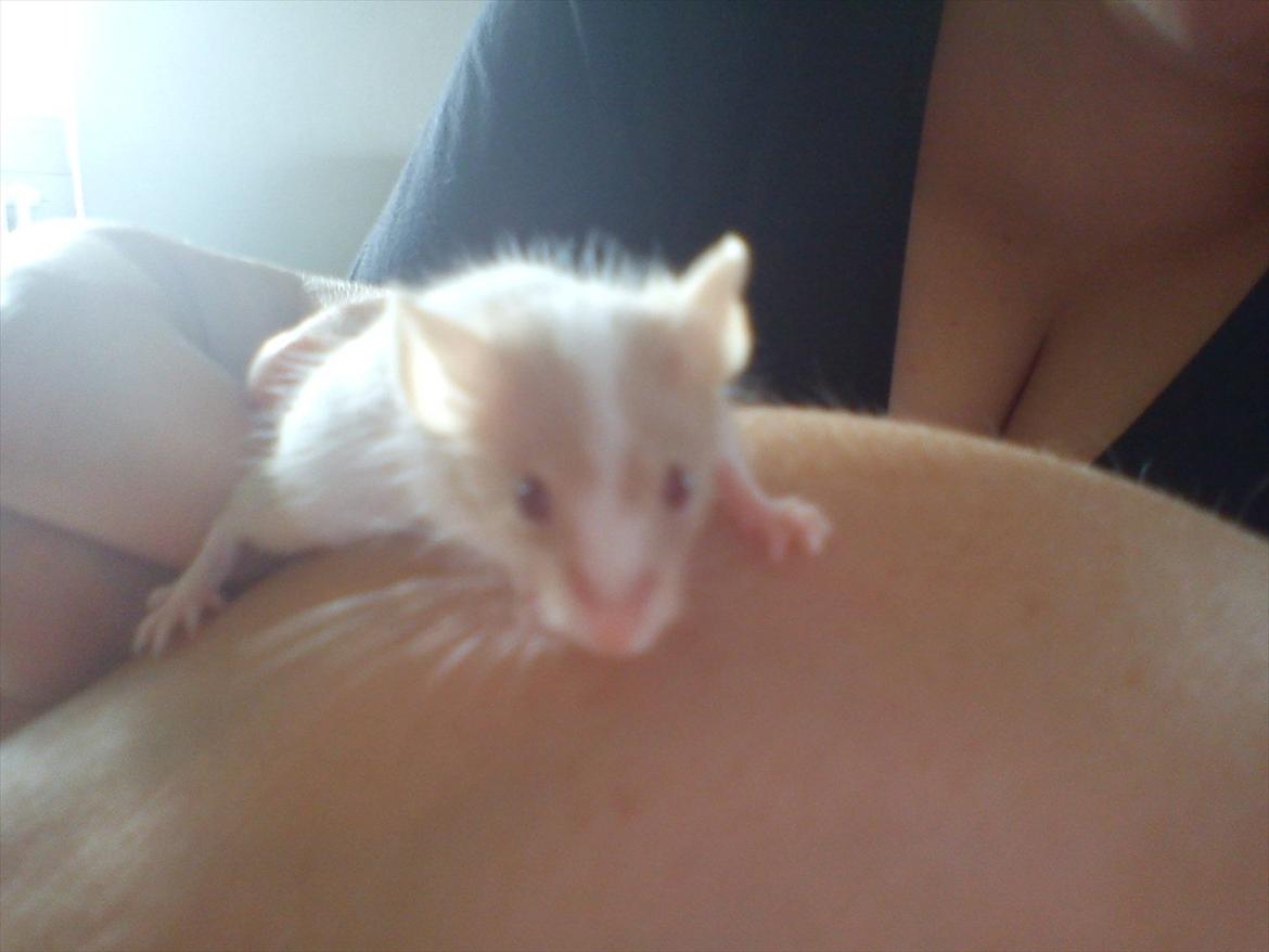 Mus 'Diamant billede 11