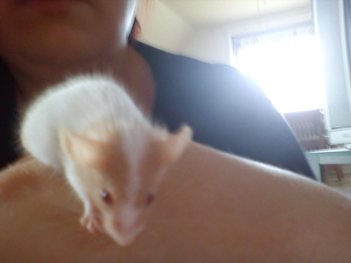 Mus 'Diamant billede 12