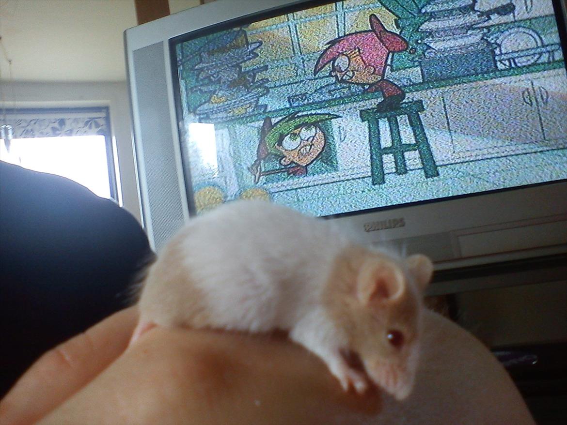 Mus 'Diamant billede 13