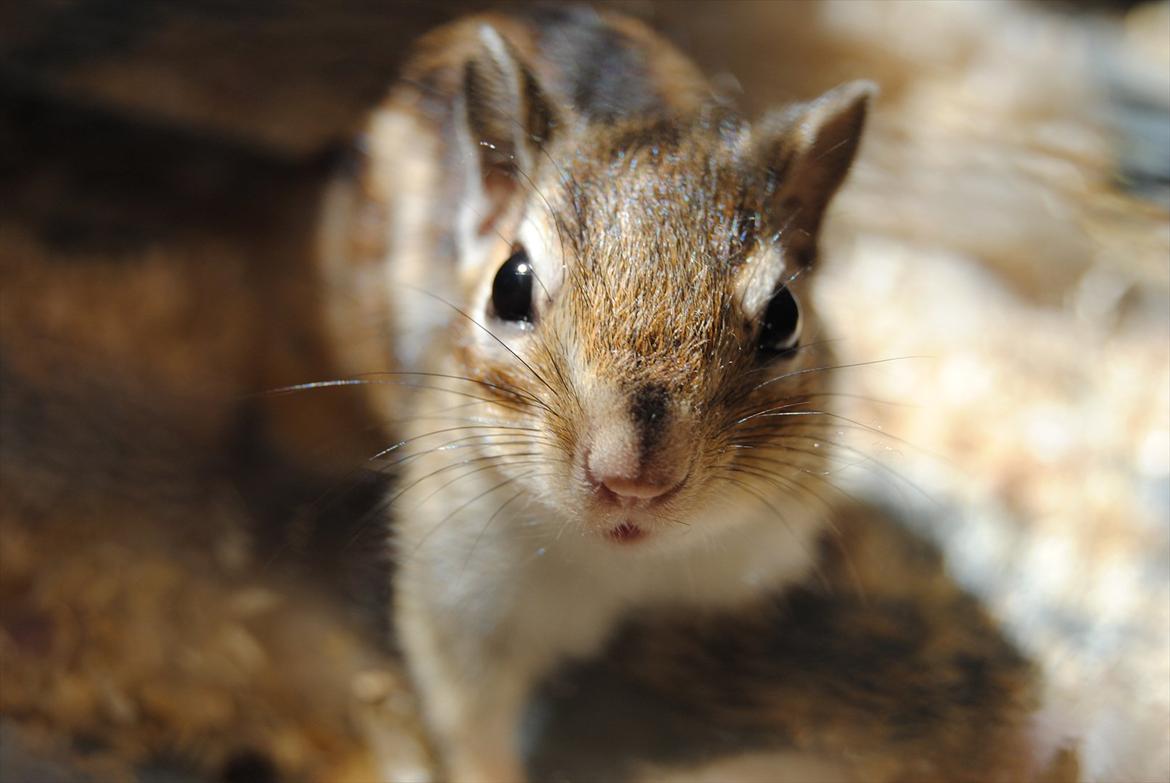 Jordegern Modjo billede 1