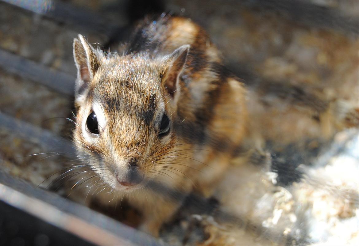 Jordegern Modjo billede 2