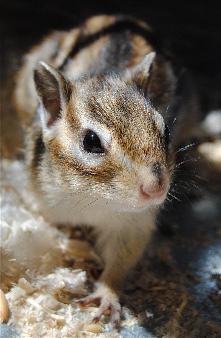 Jordegern Modjo billede 3