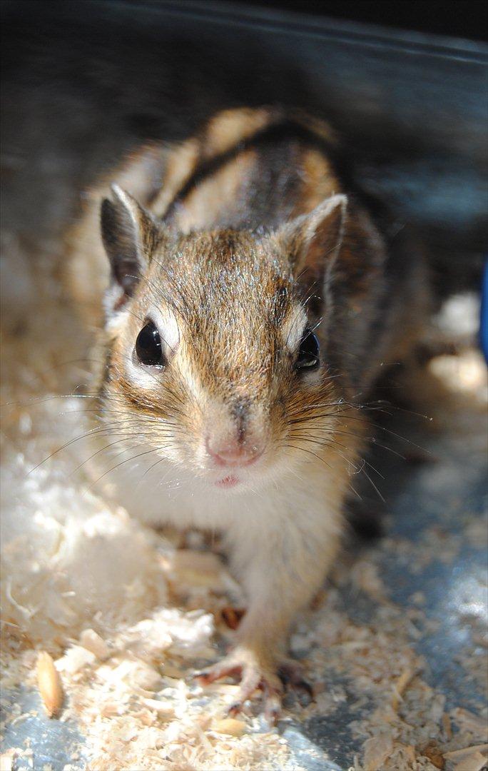 Jordegern Modjo billede 4