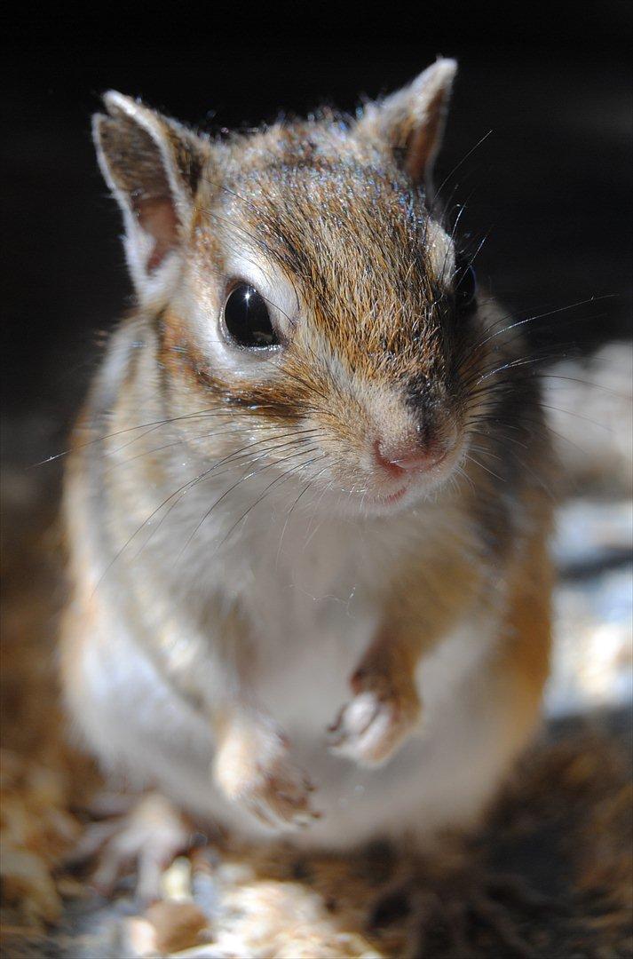 Jordegern Modjo billede 5