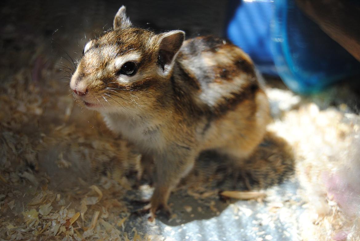 Jordegern Modjo billede 6