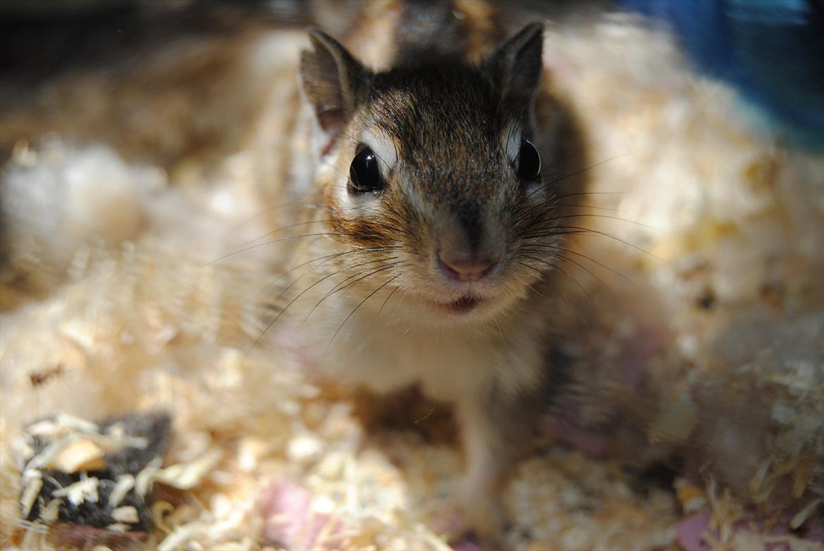 Jordegern Modjo billede 7