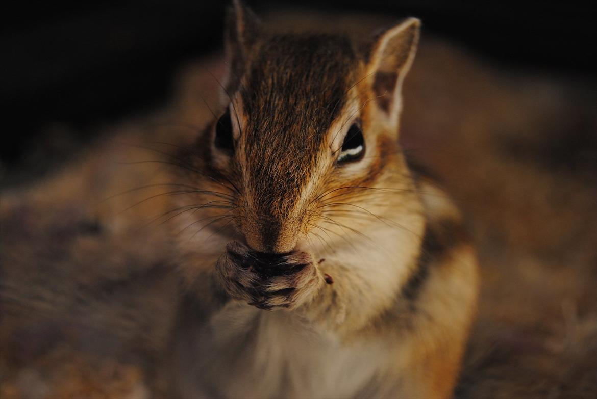 Jordegern Modjo billede 8