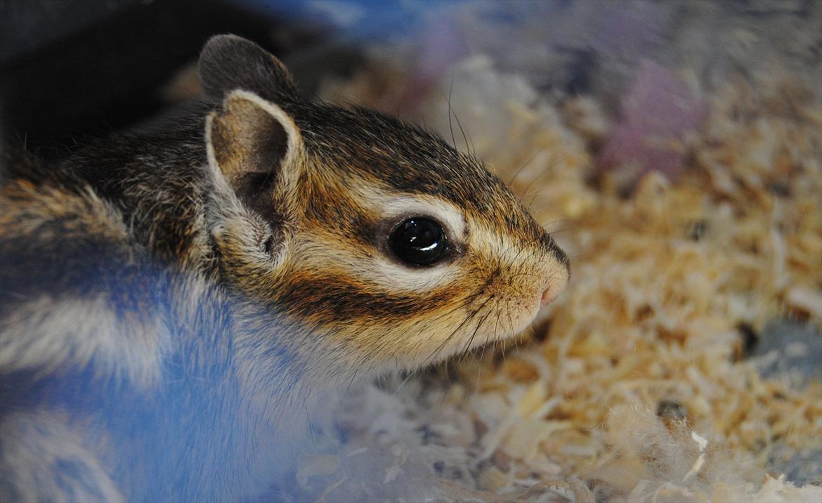 Jordegern Modjo billede 9