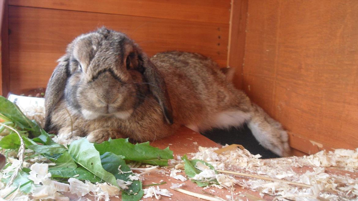 Kanin Ludvig - Dejlig sommerbilled :D billede 1