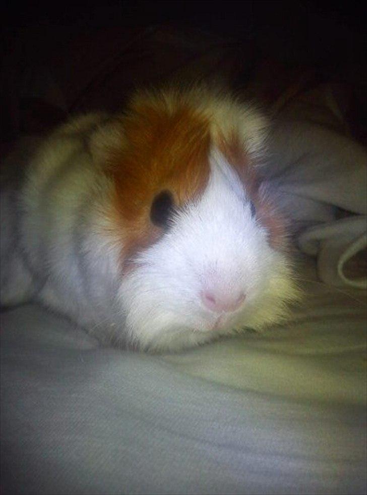 Marsvin Mulle :-* <3 - Tittebøøh.. Jeg er Mulle :-) billede 1