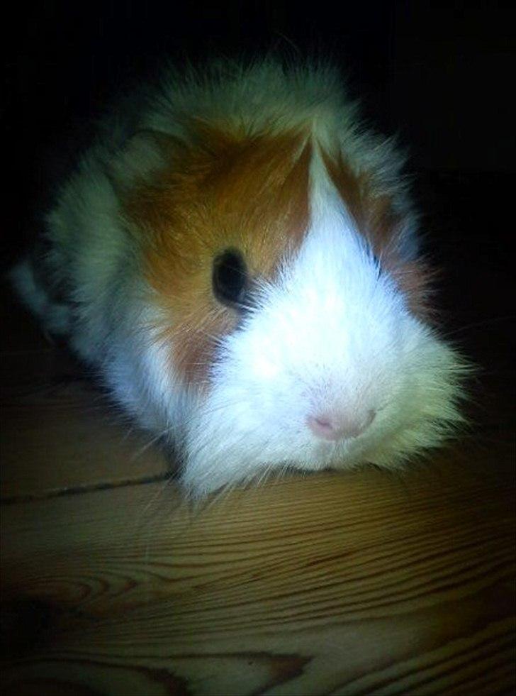 Marsvin Mulle :-* <3 - Jeg så fiin <3 billede 2