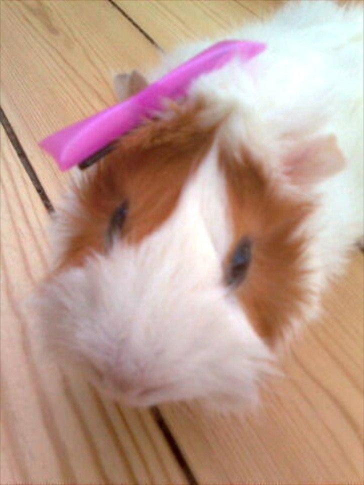 Marsvin Mulle :-* <3 - Sløjfe i håret :-D billede 3