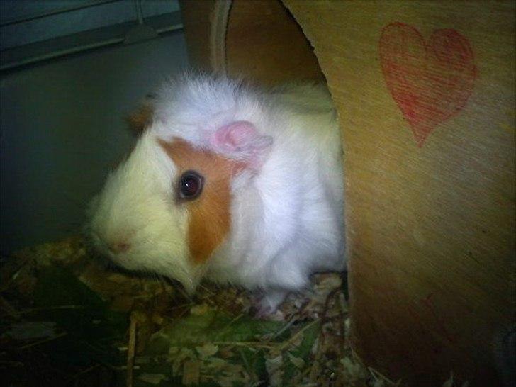 Marsvin Mulle :-* <3 - UH HEJ! Var der noget?? billede 4