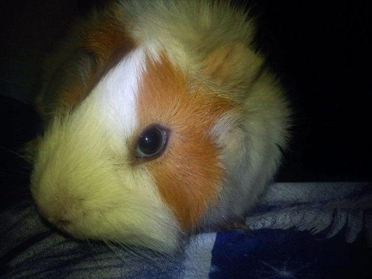 Marsvin Mulle :-* <3 - Lille smuksak billede 5