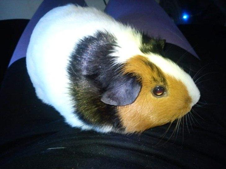 Marsvin Nulle :-D - Så sidder man rigtig og putter hos mor billede 1