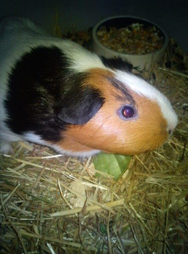 Marsvin Nulle :-D - Inde i buret og er lidt nysgerrig billede 2