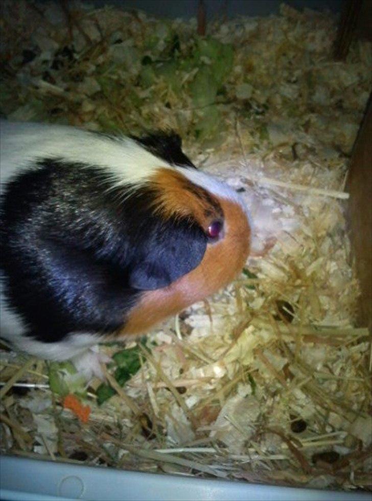 Marsvin Nulle :-D - Snus, snus billede 3