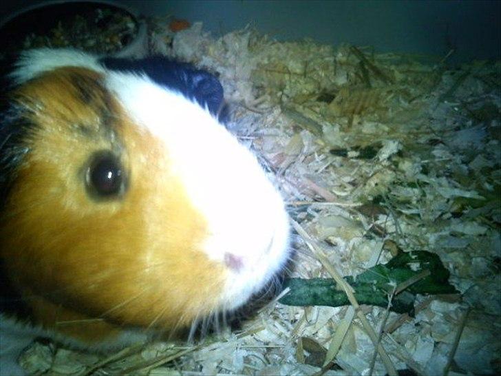 Marsvin Nulle :-D - HALLØJSA! HVAD ER DET FORNOGET LYS :-D billede 4