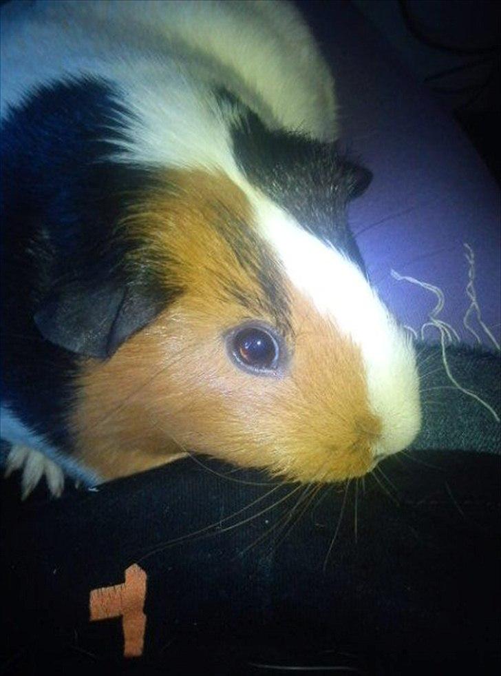 Marsvin Nulle :-D - Putteputte billede 5