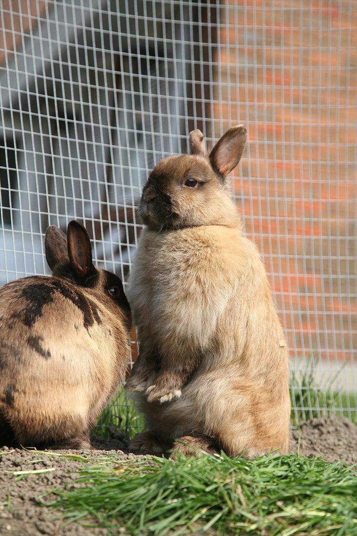 Kanin Rubin billede 2