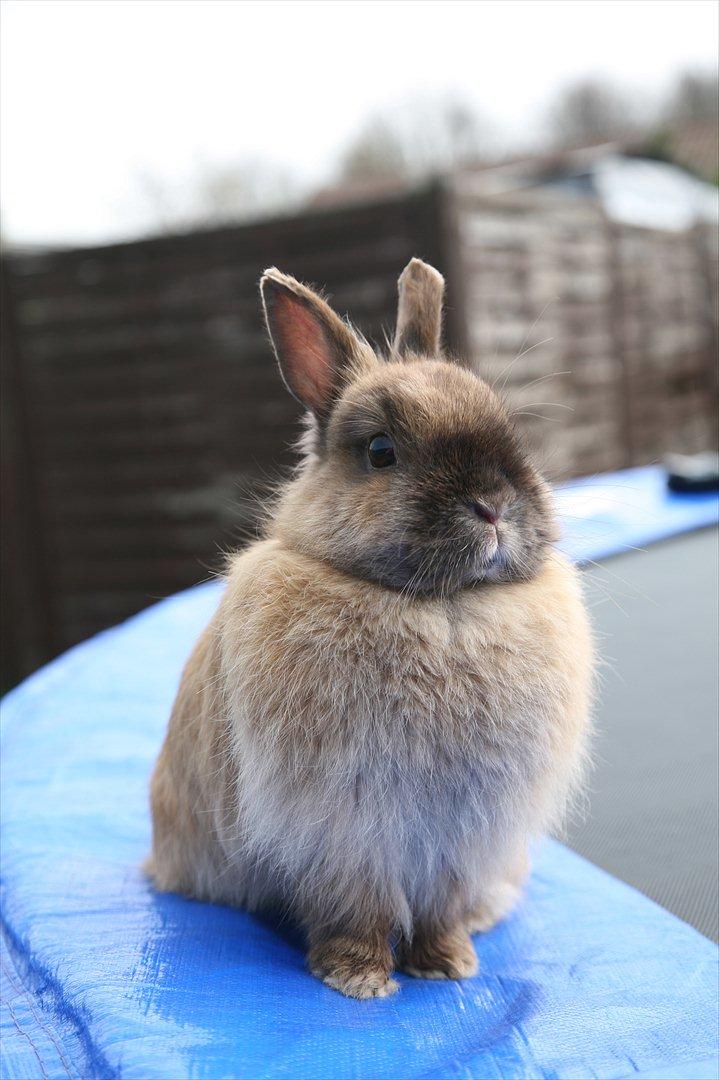 Kanin Rubin billede 4