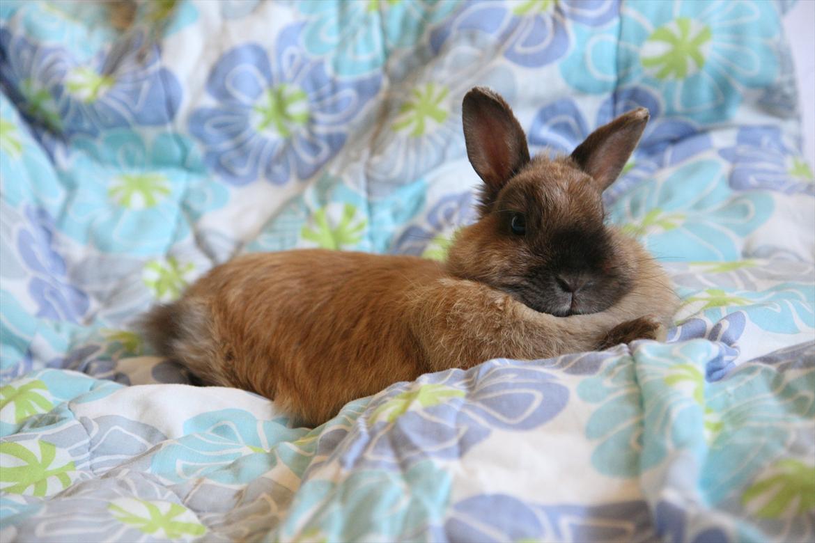 Kanin Rubin billede 19