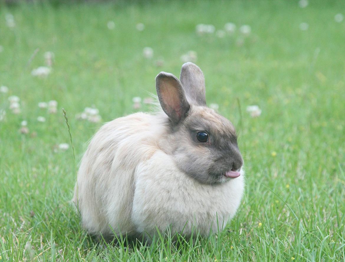 Kanin Perle billede 9