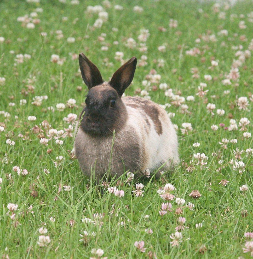 Kanin Engegårds Baby billede 5
