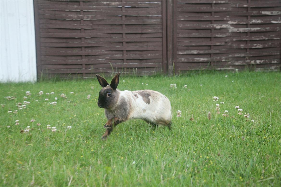 Kanin Engegårds Baby billede 12