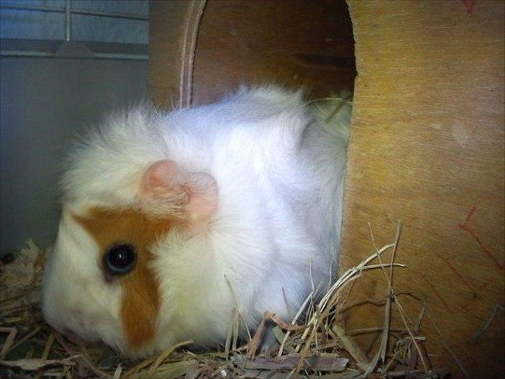 Marsvin Mulle :-* <3 - Numse i hus, hoved ude :-) billede 6