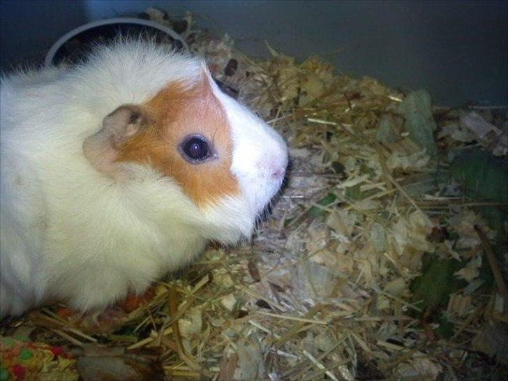 Marsvin Mulle :-* <3 - Uhh hejsa :-) billede 7