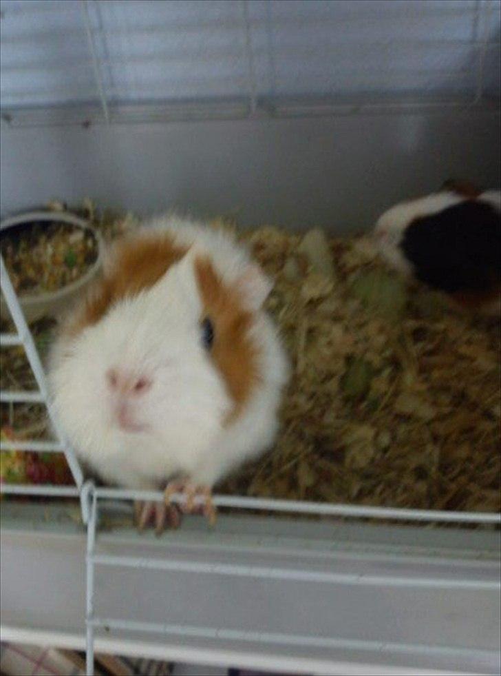 Marsvin Mulle :-* <3 - GIV MIG GIV MIG :-DD billede 8